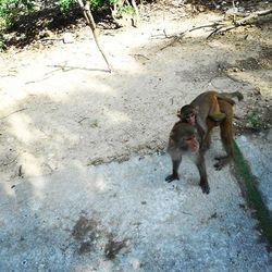 Dog with dog in background