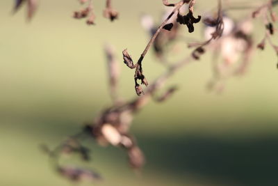 Close-up of flowering plant