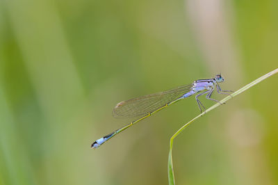 Close-up of dragonfly on plant