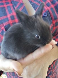 Close-up of cat relaxing on man