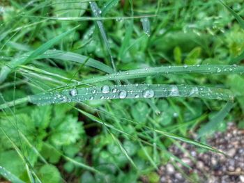 Close-up of water drops on blade of grass