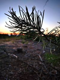 Close-up of plants against sunset