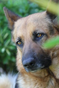 Close-up portrait of dog