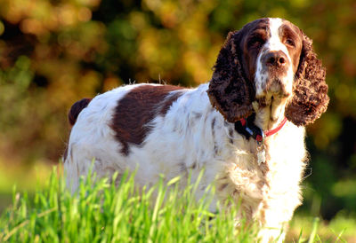 Dog in a field