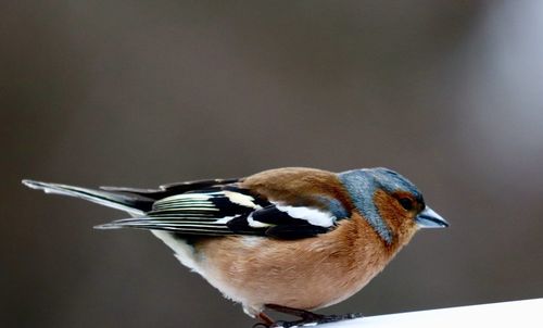 Close-up of a bird