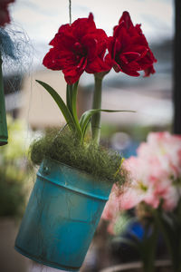 Close-up of red rose flower in pot