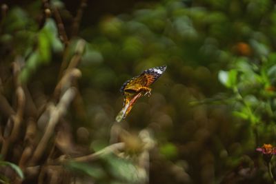 Close-up of insect on plant