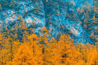 Low angle view of trees against sky