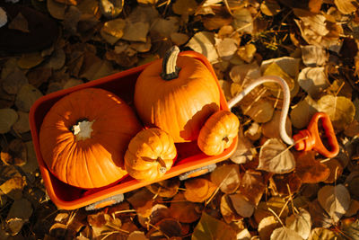 High angle view of pumpkins on leaves during autumn