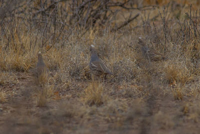 View of birds on land