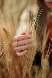 Crop unrecognizable female with golden rings on fingers touching wheat spikes in field