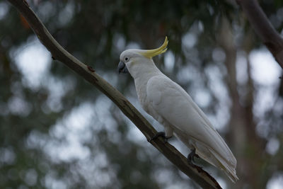 Close-up of sulphur crested cockatoo perching on branch