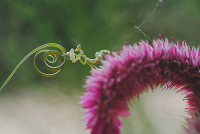 Close-up of plant