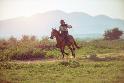 Horse on a field