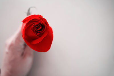 Close-up of hand holding red rose