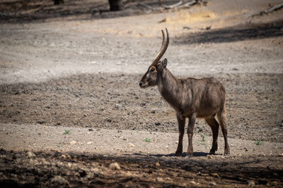 Male common waterbuck stands staring in sunshine