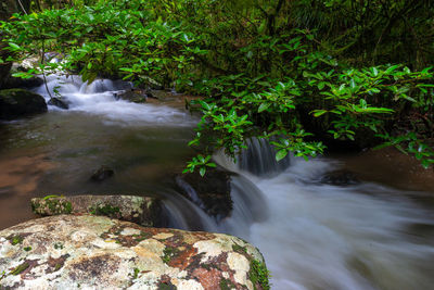 Stream in ranomafana national park, madagascar