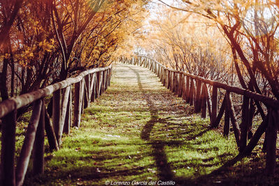 Walkway amidst trees