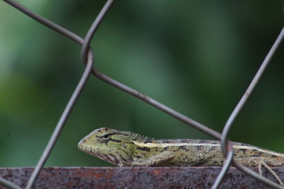 Close-up of lizard on a fence