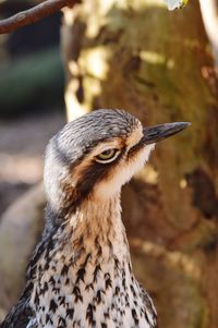 Close-up of a bird