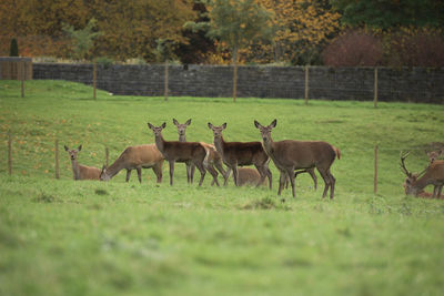 Deer on field against trees