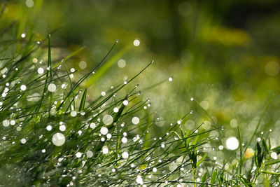 Close-up of wet plant during rainy season