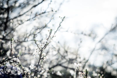 Low angle view of cherry blossom from tree