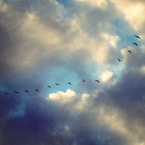 Low angle view of birds flying in sky