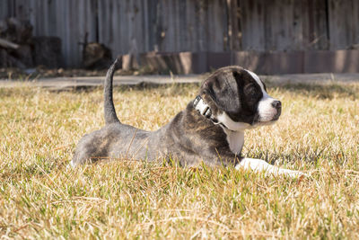 Dog in grass