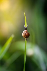 Close-up of snail on plant