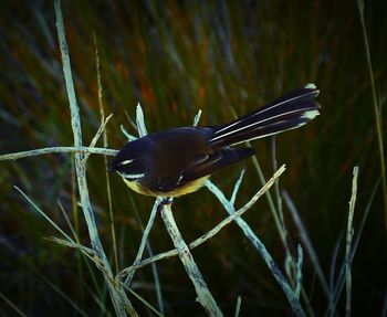 Close-up of bird against blurred background