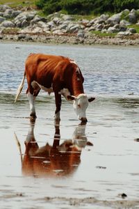 Cow drinking water in lake