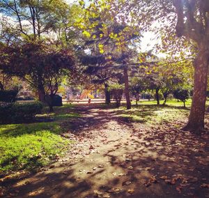 Trees in park during autumn