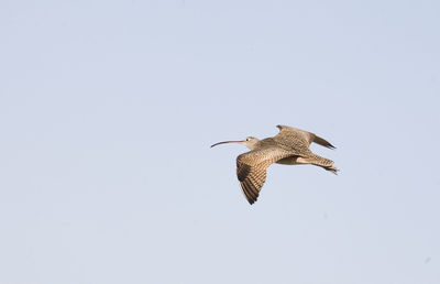 Low angle view of bird flying in sky