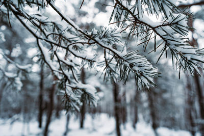 Close-up of snow covered pine tree