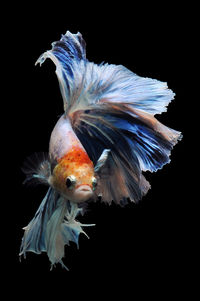 Close-up of fish in water against black background