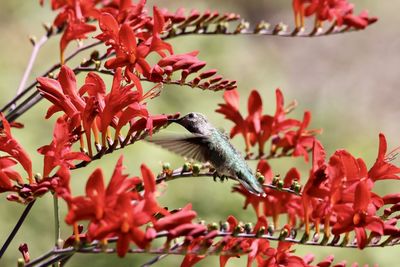 Close-up of hummingbird perching on red flower