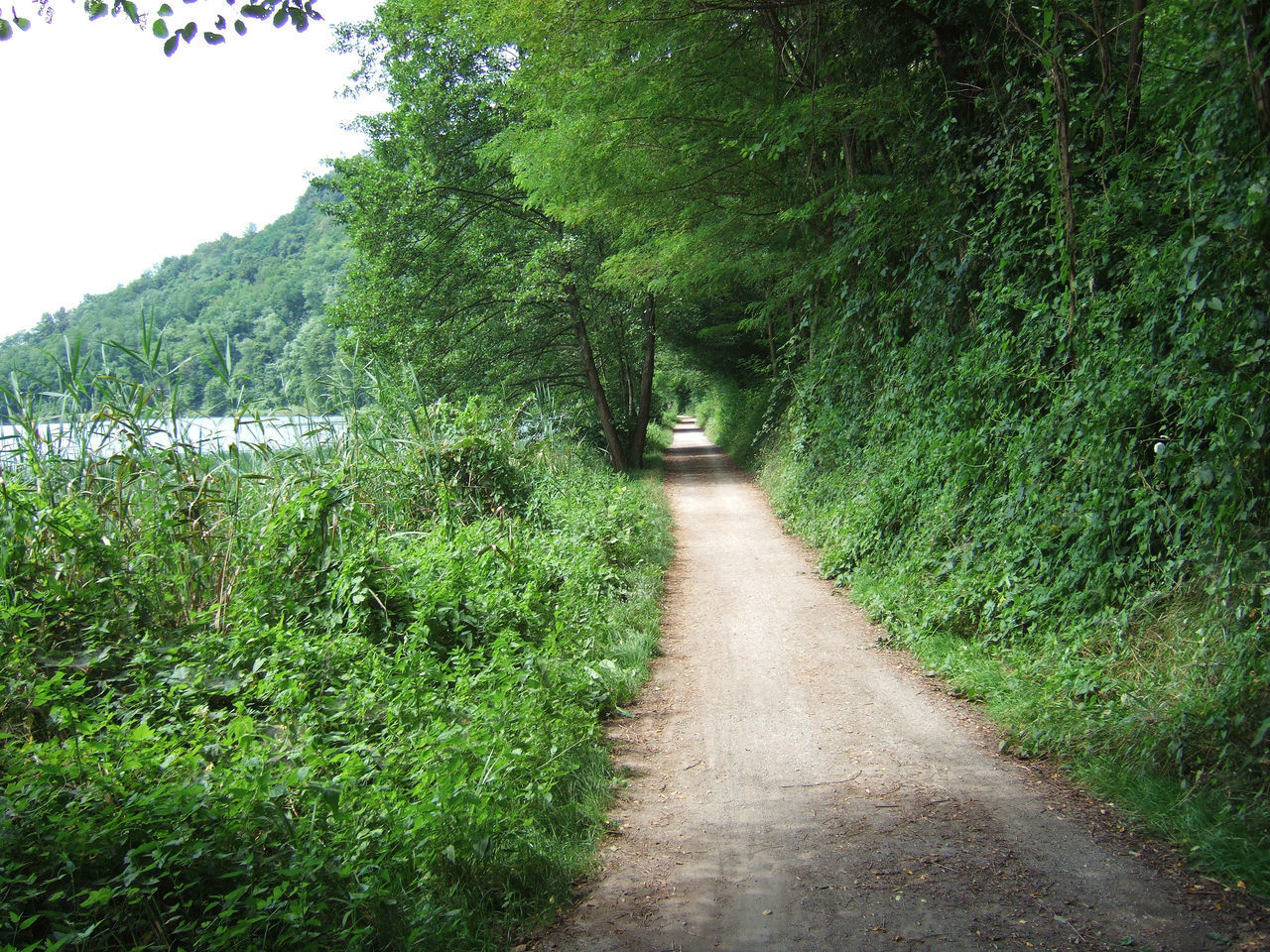 ROAD AMIDST GREEN TREES