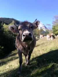 Portrait of a horse on field