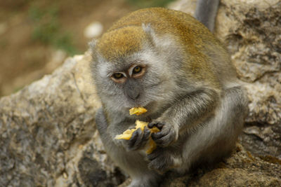 A monkey eating bread. north sumatera, indonesia.