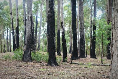 Trees in forest