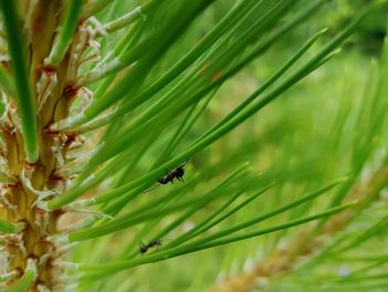 Close-up of insect on plant