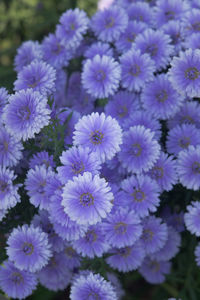 Close-up of purple flowering plants