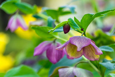 Close-up of purple flowering plant