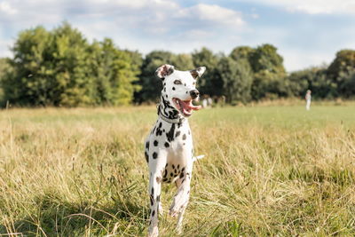 Dog standing on grassy field