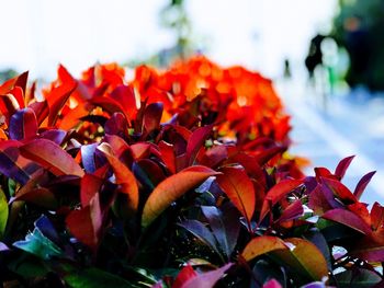 Close-up of red flowering plant