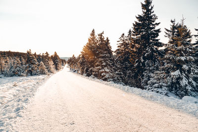 Road amidst trees against sky during winter