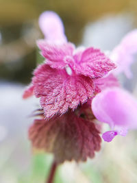 Close-up of pink flower