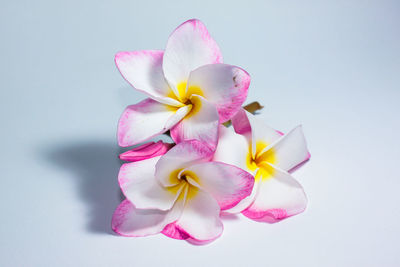 Close-up of pink flower against white background