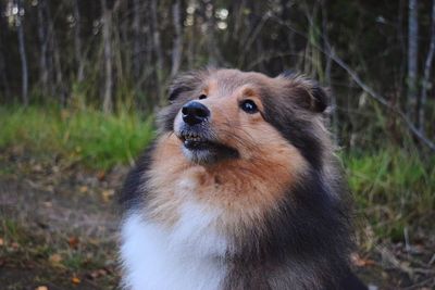 Shetland sheepdog looking up in forest